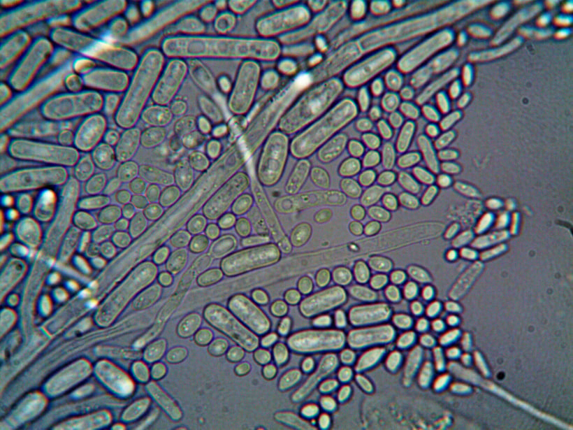 An Image of Microorganisms